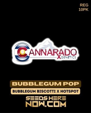 Bubblegum pop (regular) - cannarado genetics