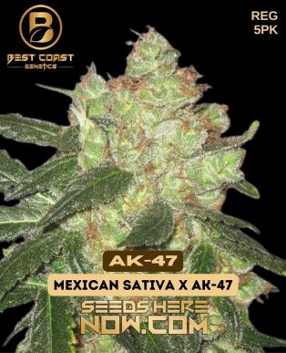 Ak - 47 (regular) - best coast genetics