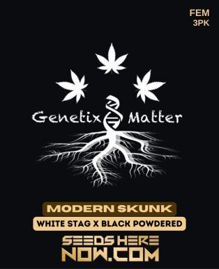 Modern skunk (feminized) - genetix matter