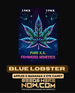 Blue lobster s1 (feminized) - pure xx