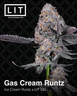 Gas cream runtz (feminized) - lit farms