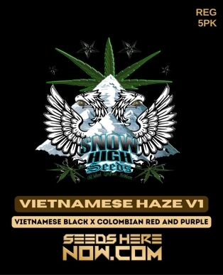 Vietnamese haze v1 (regular) - snow high seeds