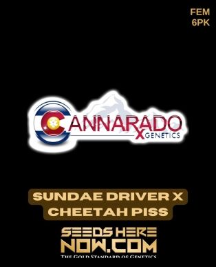 Sundae driver x cheetah piss (feminized) - cannarado genetics