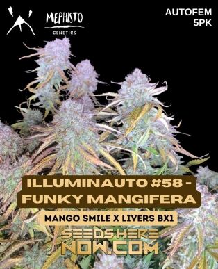Illuminauto #58 -funky mangifera (autoflower)  - mephisto genetics