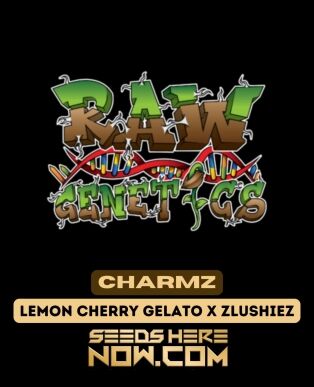 Charmz (feminized) - raw genetics