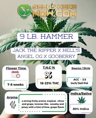 9 lb hammer clones - acc