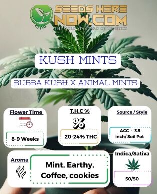 Kush mints clones - acc