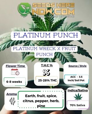 Platinum punch clones - acc