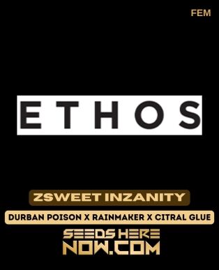 Zsweet inzanity (feminized) - ethos genetics
