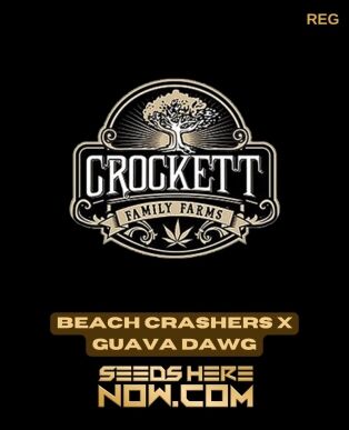 Beach crashers x guava dawg (regular) - crockett family farms