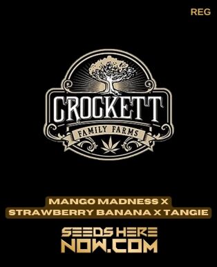 Mango madness x strawberry banana x tangie (regular) - crockett family farms