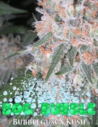 Bog-seeds-bog-bubble