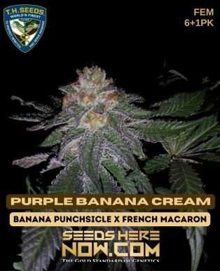 Purple banana cream bonus pack (feminized) - t. H. Seeds