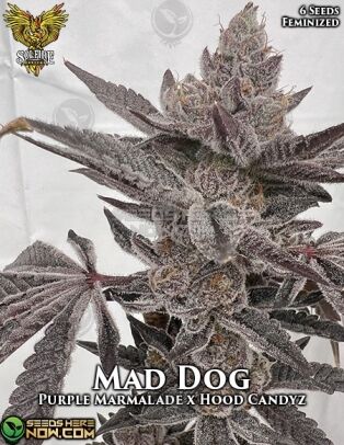Mad dog (feminized) - solfire gardens
