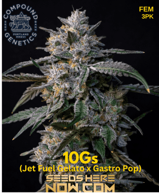 10gs (feminized) - compound genetics