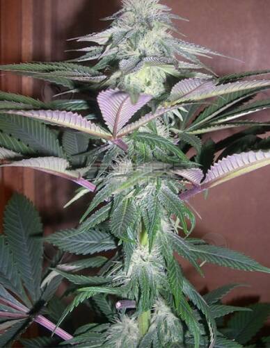 Autoflowering(blank)feminized(blank)seeds