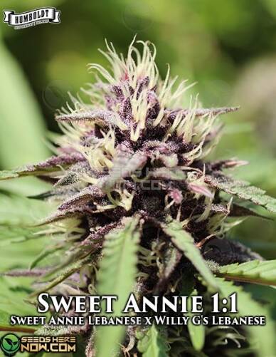 Sweet Annie 1:1 (Regular) (space) Humboldt Seed Company