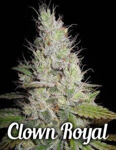 genetics clown royal