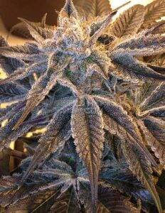 second(space)generation(space)genetics(space)purple(space)terps(blank)ba11bf96(space)d0b2(space)4005(space)9e1e(space)bb522d680923.jpg