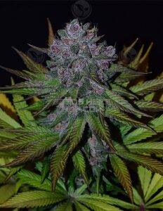 Ruby Rose (Regular) (space) Second Generation Genetics