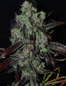 Stretch (Regular) (space) Second Generation Genetics