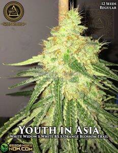Youth In Asia (Regular) (space) Swamp Boys Seeds