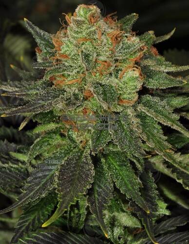 th(space)seeds(space)bubblegum