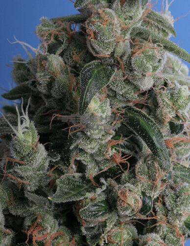 th(space)seeds(space)kushage