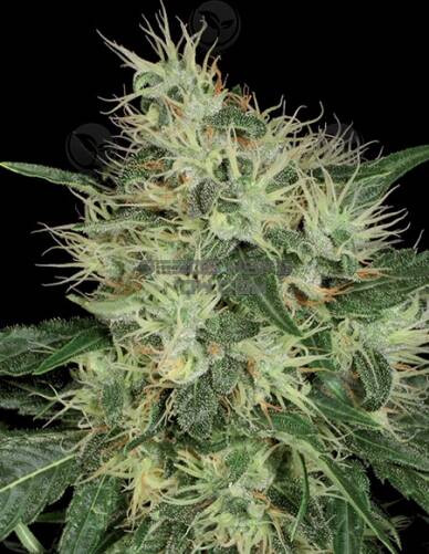 th(space)seeds(space)lambo