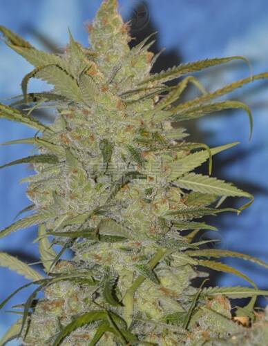 Lemon Jeffrey (Feminized) (space) Irie Genetics