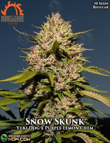 Snow Skunk (Regular) (space) Massive Seeds