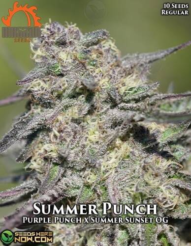 Summer Punch (Regular) (space) Massive Seeds