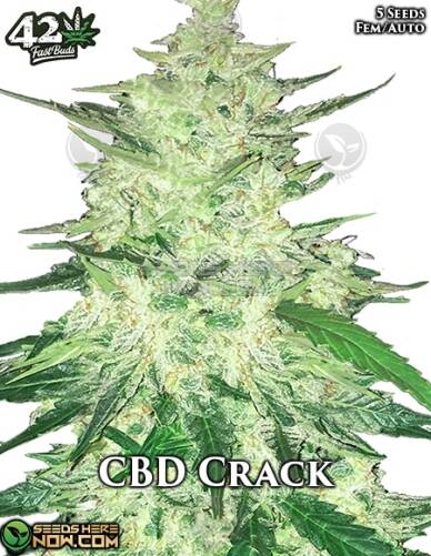 CBD Crack Auto (Autoflower) (space) Fast Buds