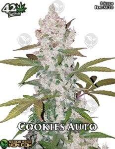 Cookies Auto (Autoflower) (space) Fast Buds