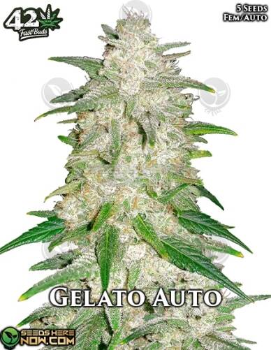 Gelato Auto (Autoflower) (space) Fast Buds