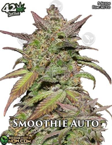 Smoothie Auto (Autoflower) (space) Fast Buds