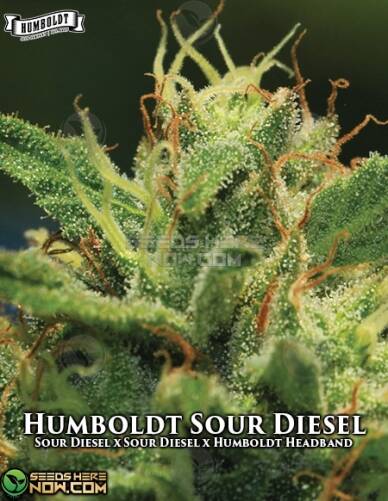 Humboldt Sour Diesel (Feminized) (space) Humboldt Seed Company