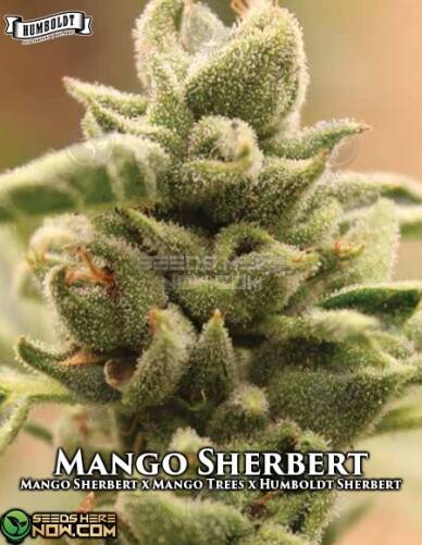 Mango Sherbert (Feminized) (space) Humboldt Seed Company