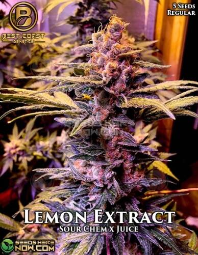 Lemon Extract (Regular) (space) Best Coast Genetics