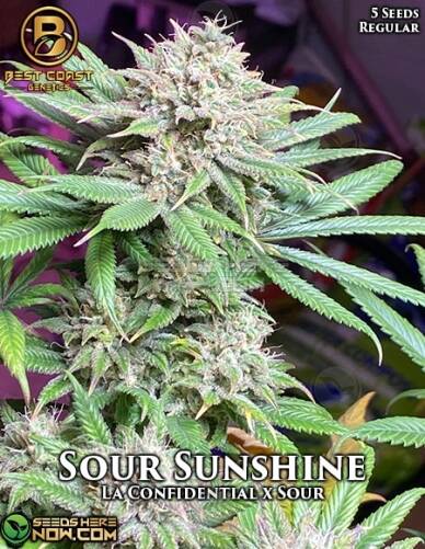 Sour Sunshine (Regular) (space) Best Coast Genetics