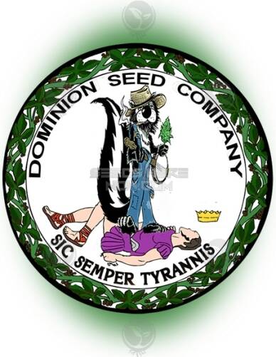 Airborne G13 x SSGH (Regular) (space) Dominion Seed Company
