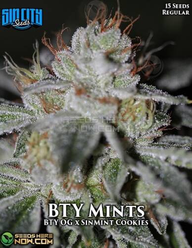 BTY Mints (Regular) (space) Sin City Seeds