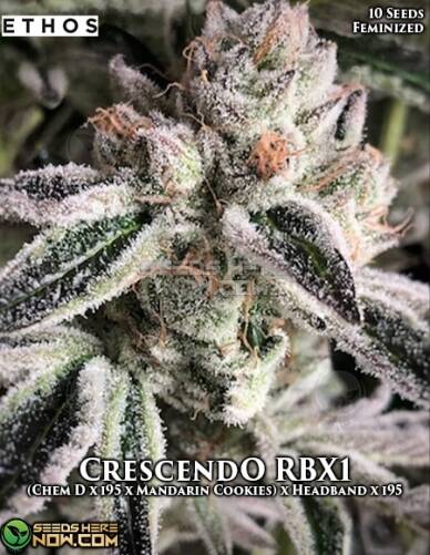 CrescendO RBX1 (Feminized) (space) Ethos Genetics