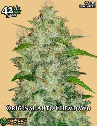 Original Auto Chemdawg (Autoflower) (space) Fast Buds