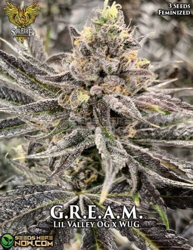 G.R.E.A.M. (Feminized) (space) Solfire Gardens