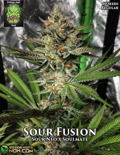 Sour Fusion (Regular) (space) Trichome Jungle