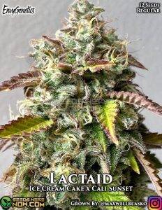 Lactaid (Regular) (space) Envy Genetics