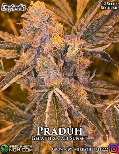 Praduh (Regular) (space) Envy Genetics