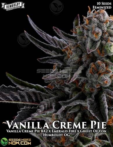 Vanilla Creme Pie (Feminized) (space) Humboldt Seed Company
