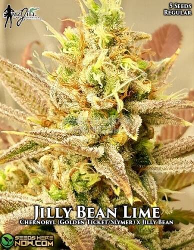 Jilly Bean Lime (Regular) (space) Mz Jill Genetics